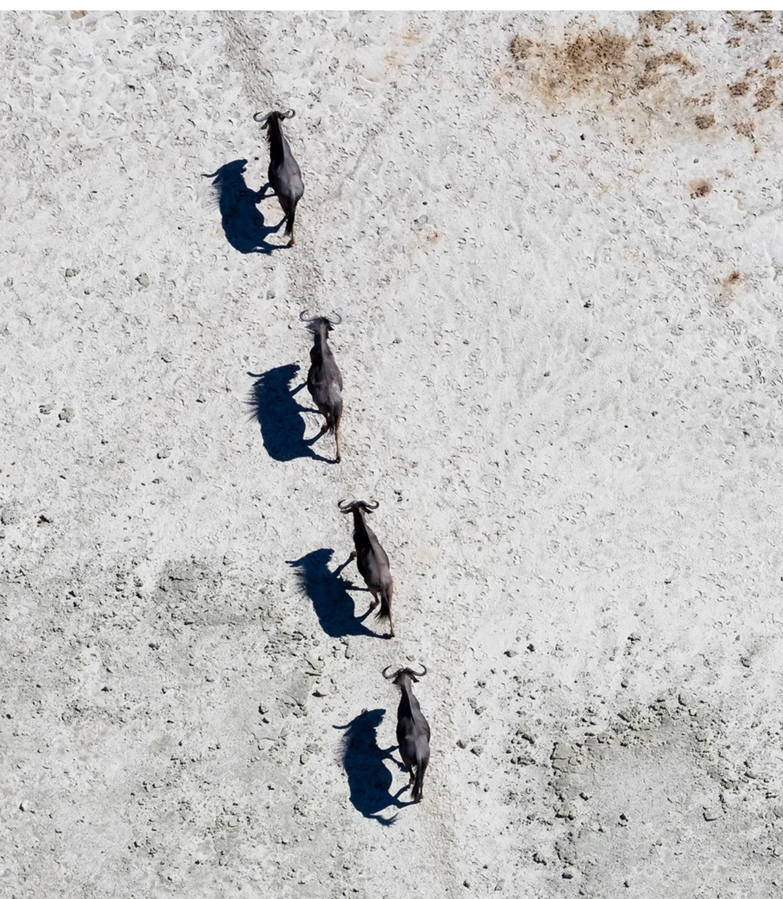 Wildebeest crossing the Makgadikgadi salt pans