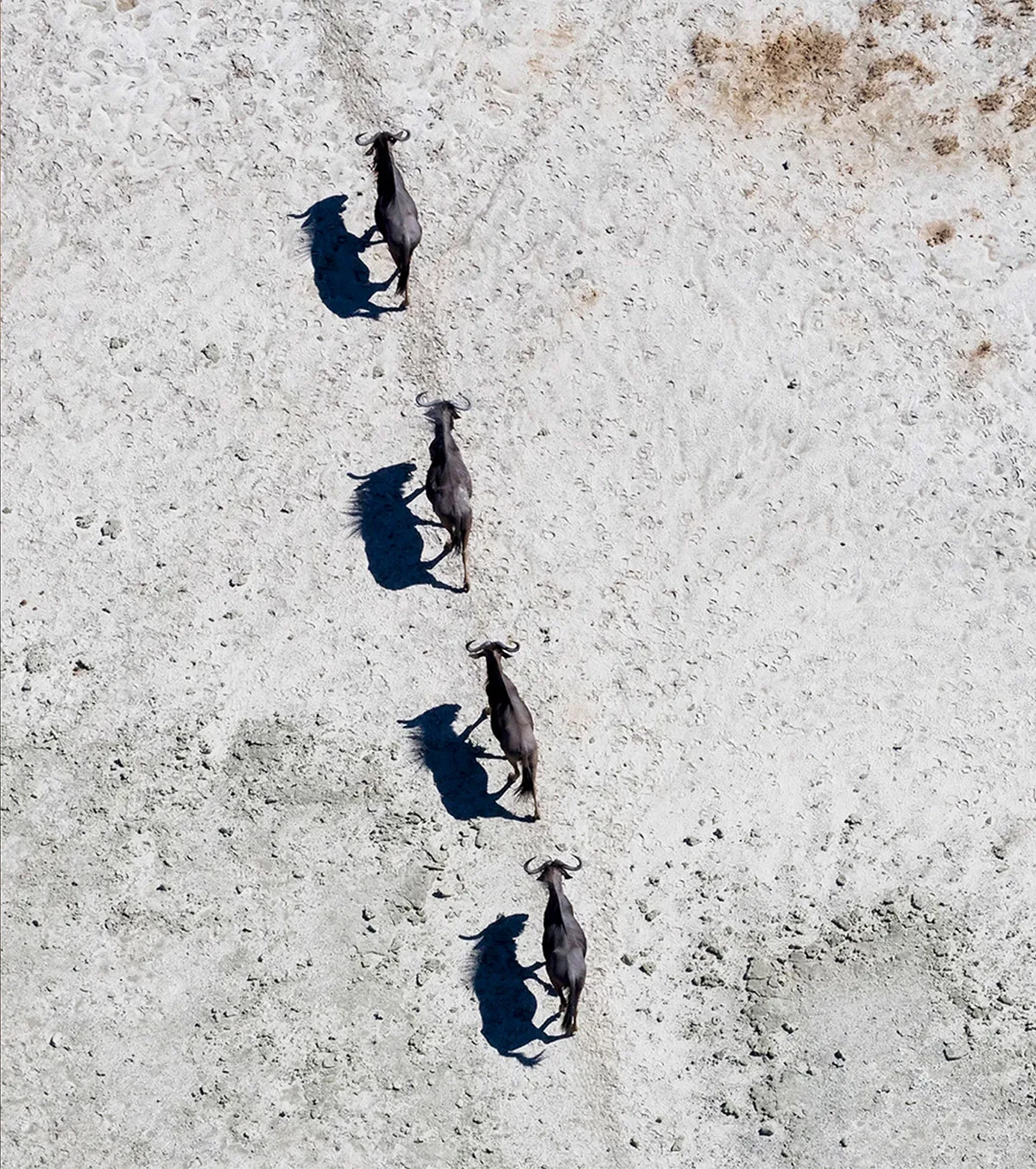 A line of wildebeest crossing the salt pans