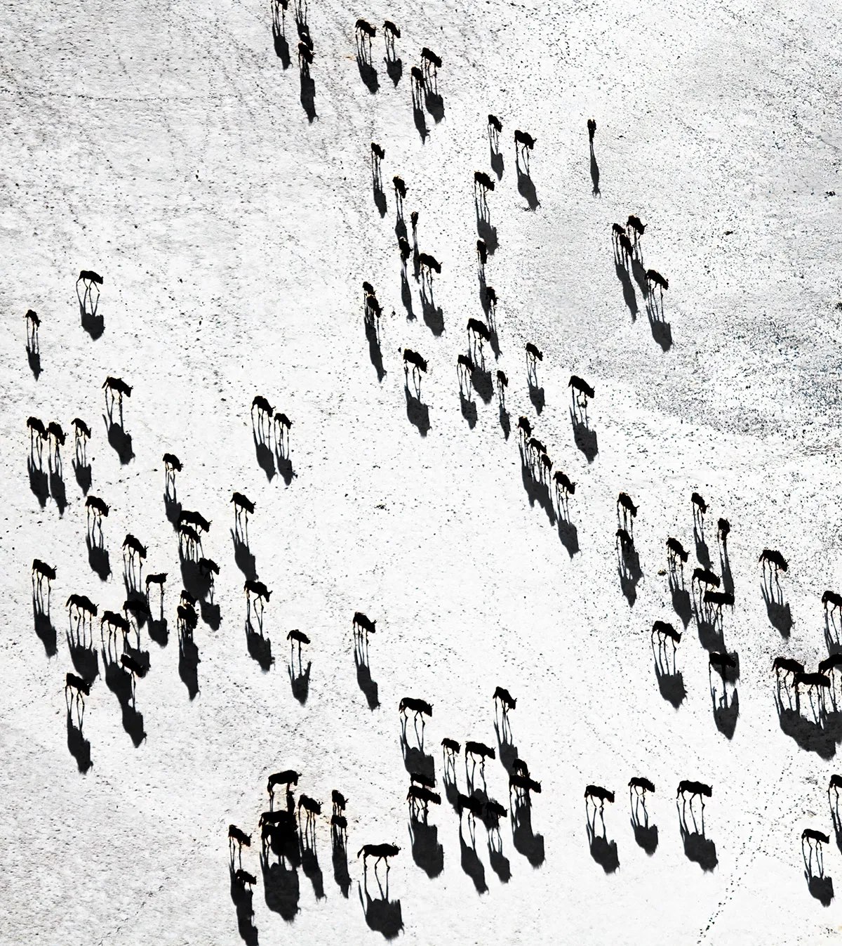 A herd's footprints and shadows crossing the salt pans