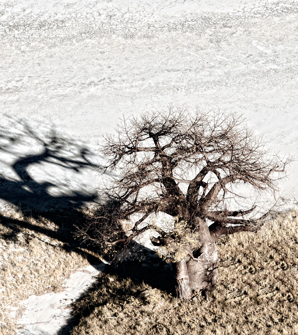 A baobab tree and its shadow on the Makgadikgadi salt pans