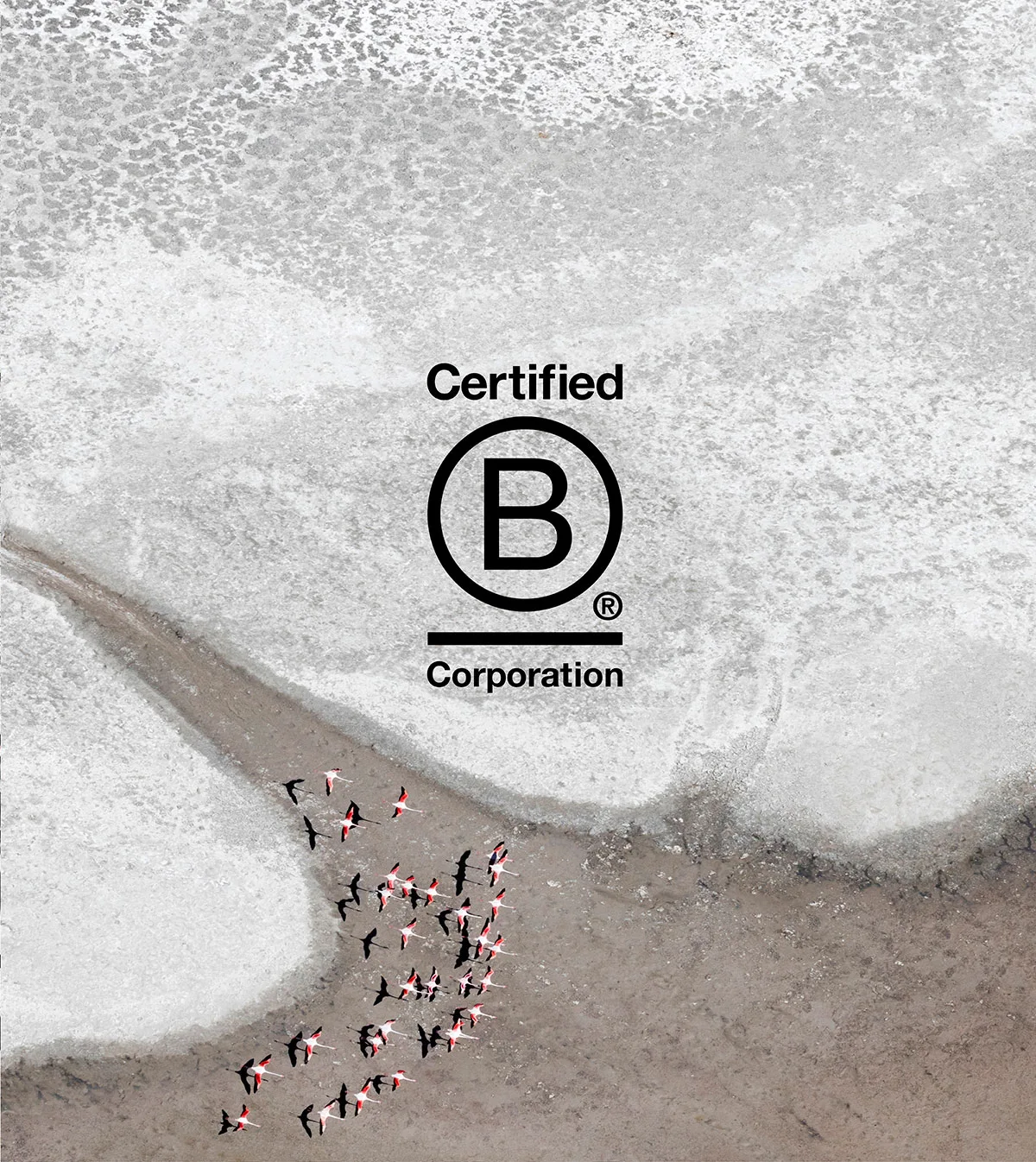 Flamingos crossing the Makgadikgadi salt pans, with the Certified B Corporation badge