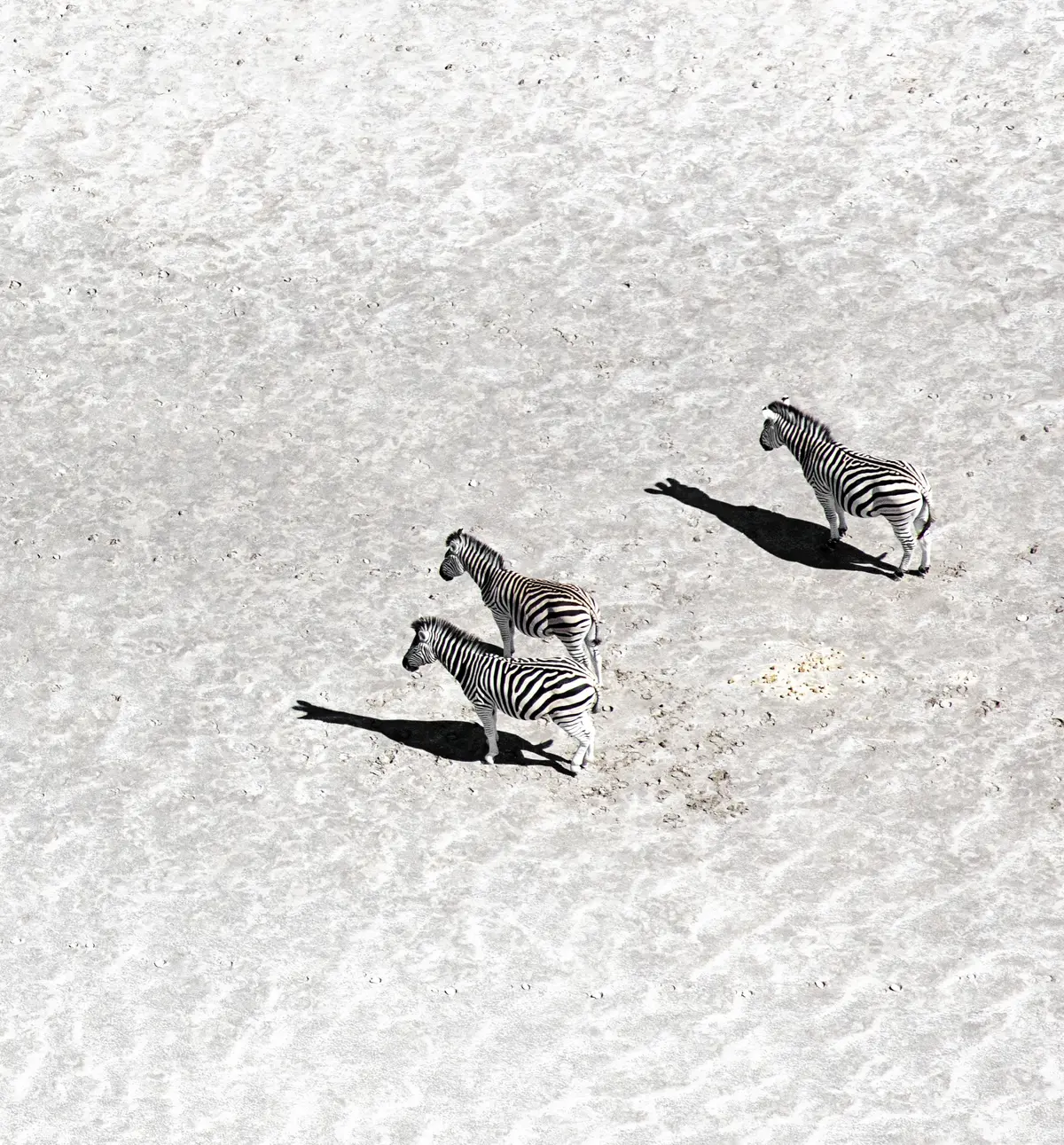 Zebras and their shadows crossing the salt pans