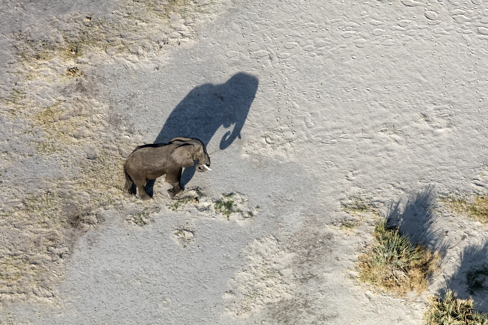 An elephant and its shadow crossing the Okavango salt pans