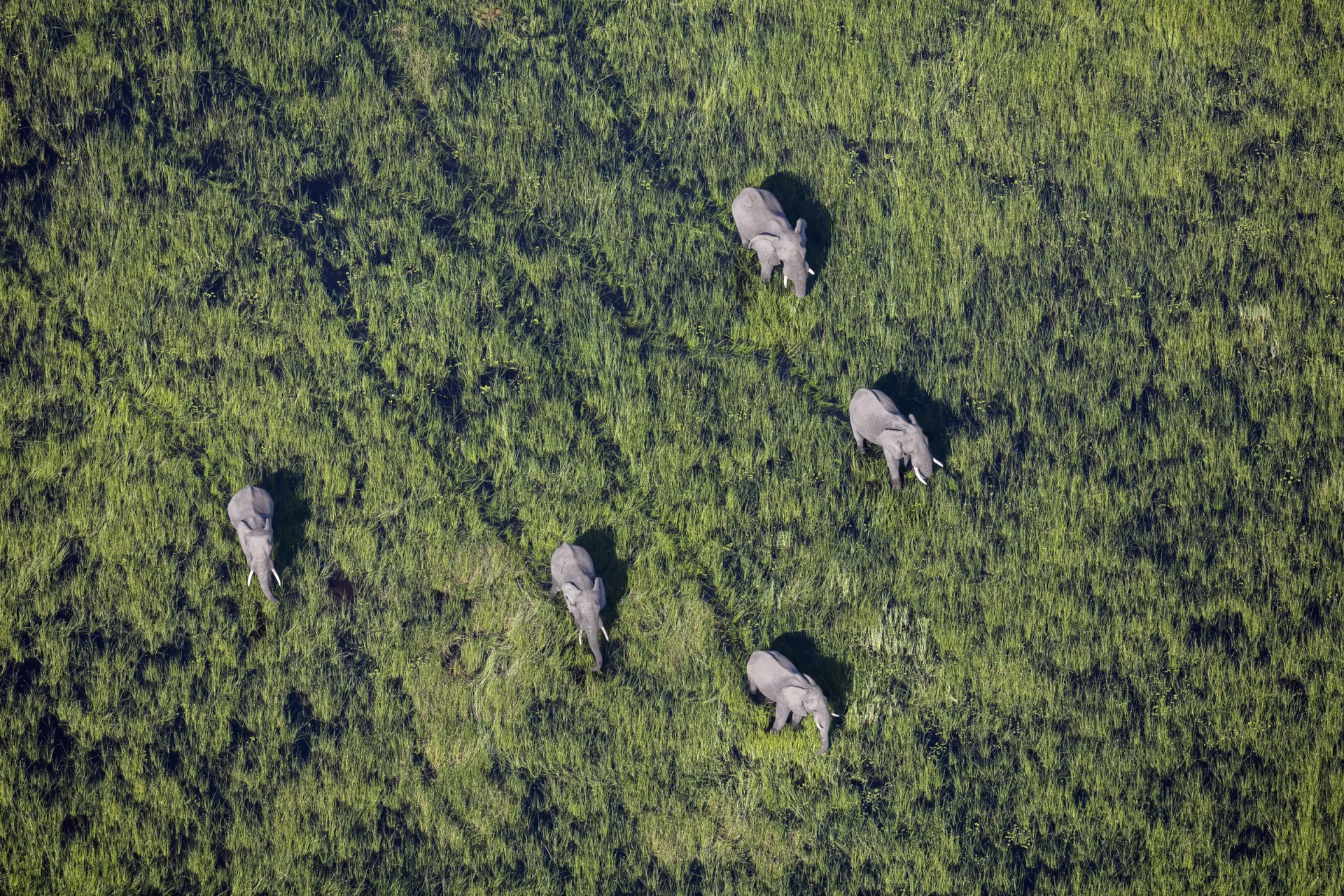 Elephants and their shadows crossing the Okavango floodplains